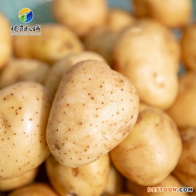 腾昇TS-X300大型自动清洗设备 大型超声波清洗机 蔬菜清洗机 辣椒清洗机 **