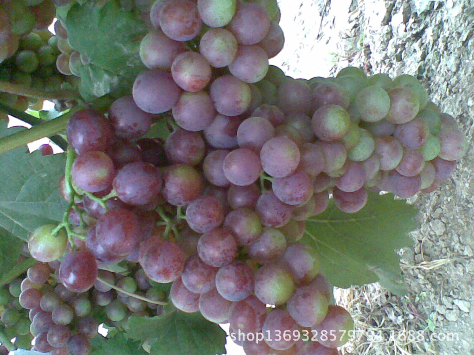 20110618_002
